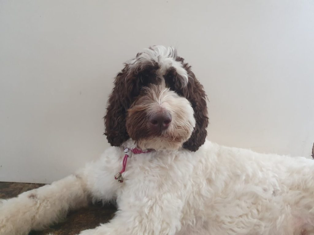 Austrailian Labradoodle Jailey