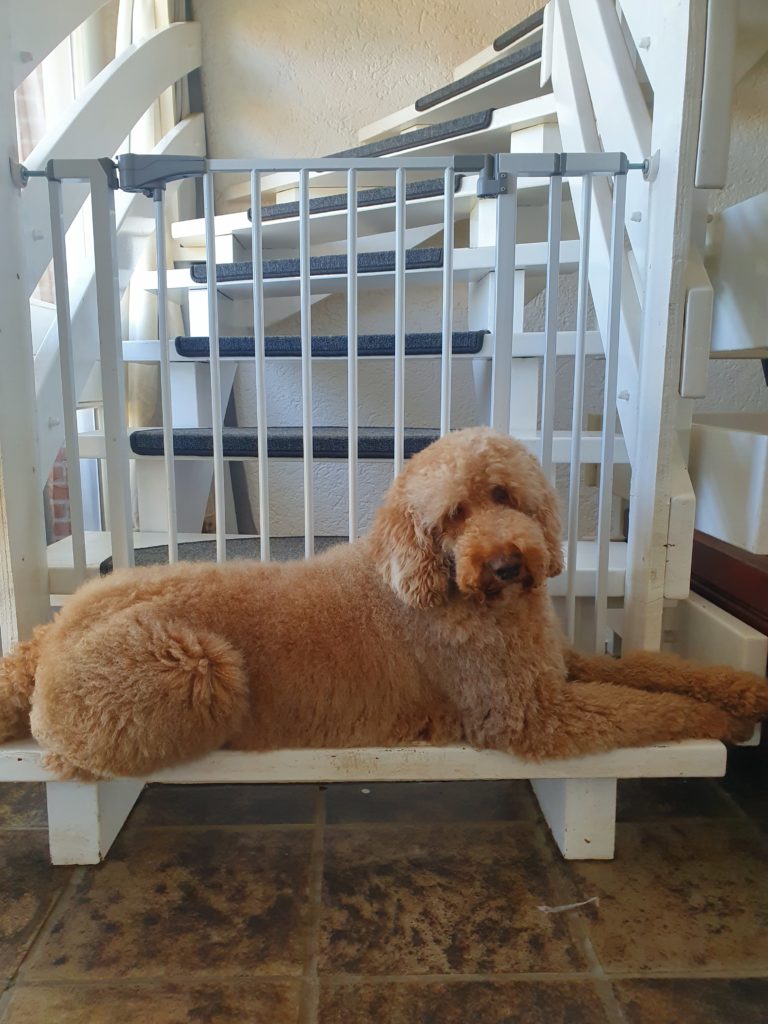 Australian labradoodle Lovedoodles Sunny ECVO DNA HD Kleur PARTY mini