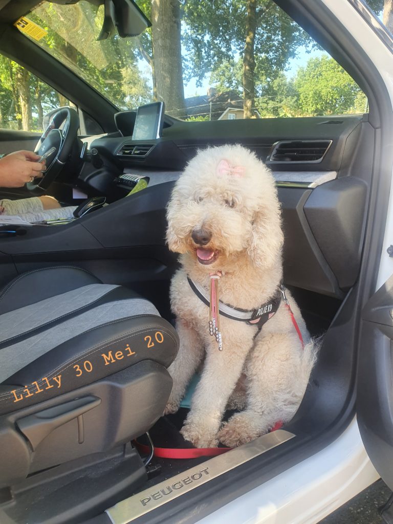 Australian labradoodle Lovedoodles LillyECVO DNA HD Kleur PARTY mini