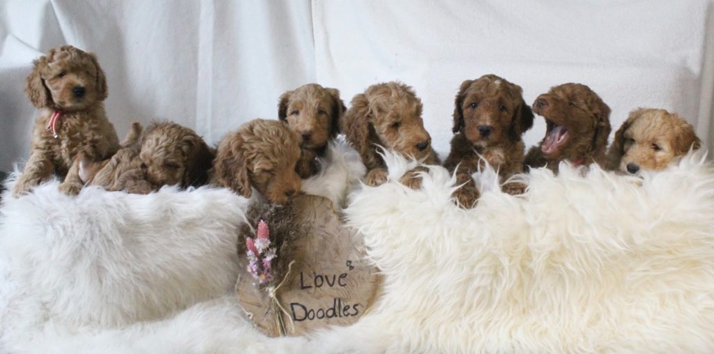 Australian labradoodle Lovedoodles pup puppies