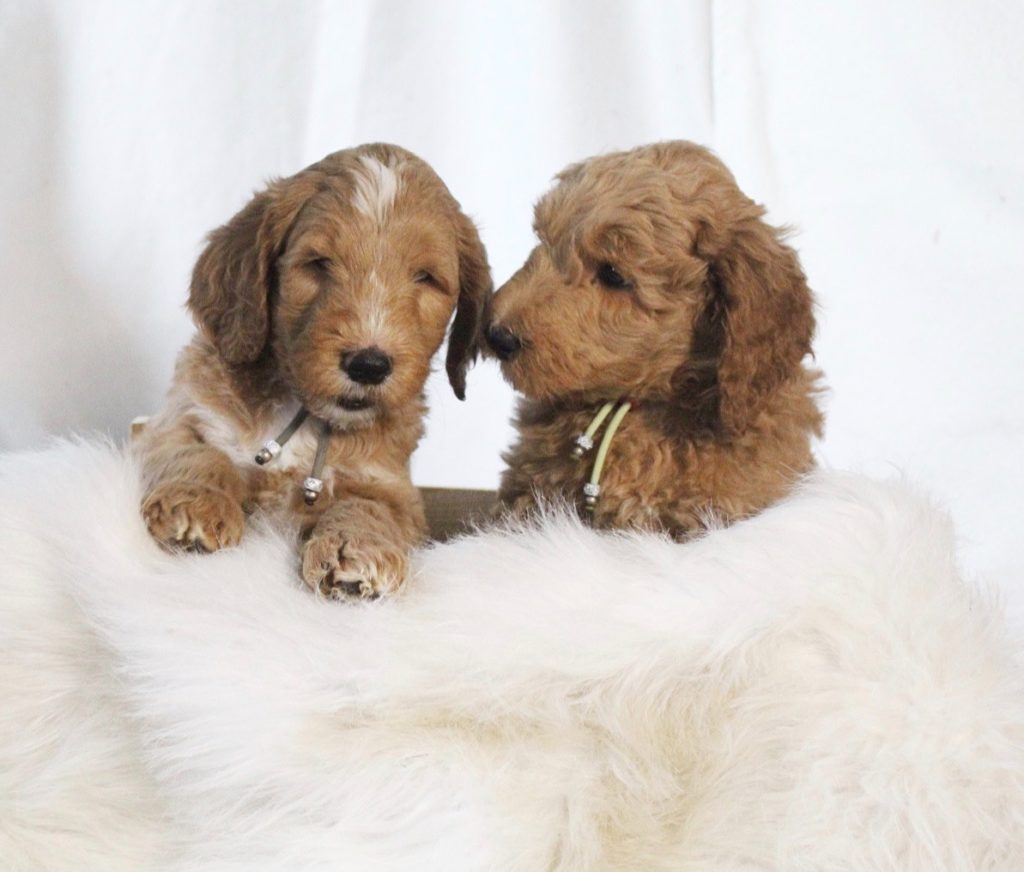Australian labradoodle Lovedoodles pup puppies