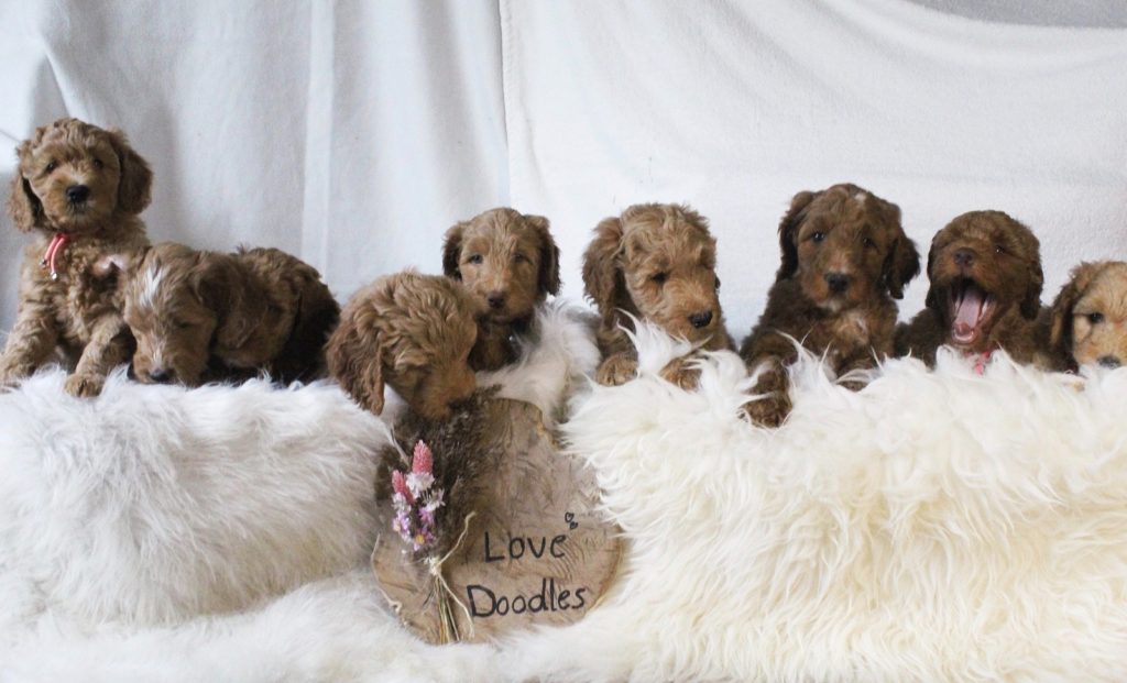 Australian labradoodle Lovedoodles pup puppies