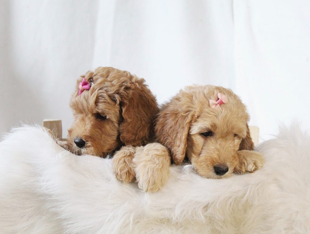 Australian labradoodle Lovedoodles pup puppies