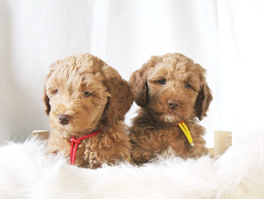 Australian labradoodle Lovedoodles pup puppies