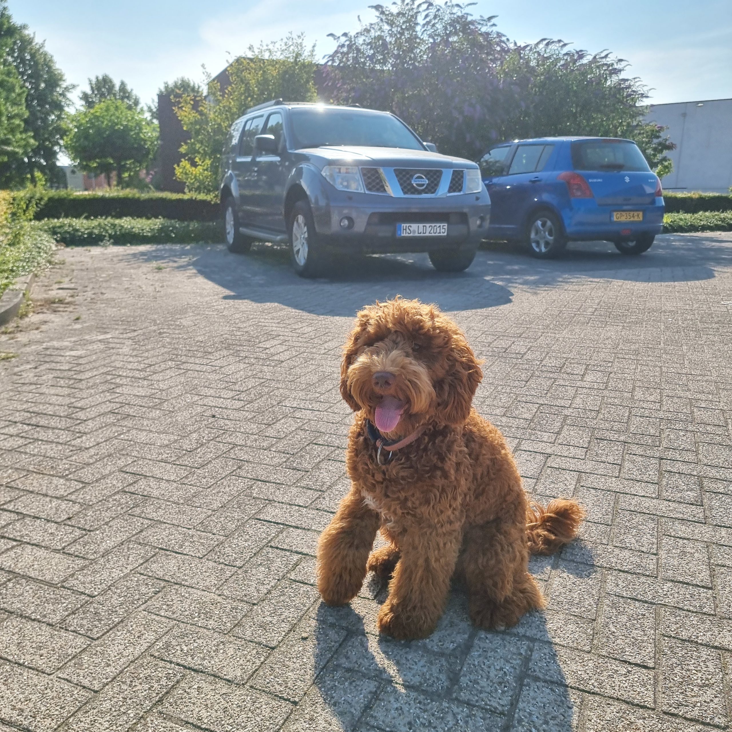 Australian labradoodle Lovedoodles Jane ECVO DNA HD Kleur rood mini