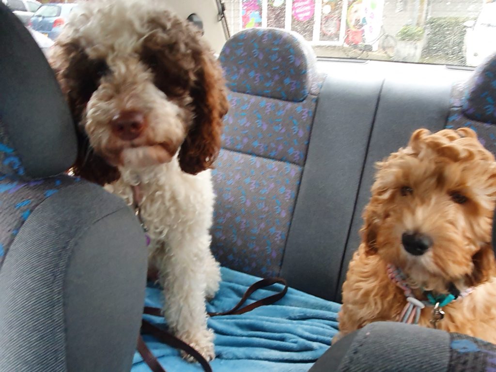 Lovedoodles Reina Australian Labradoodle Cobberdog in de auto