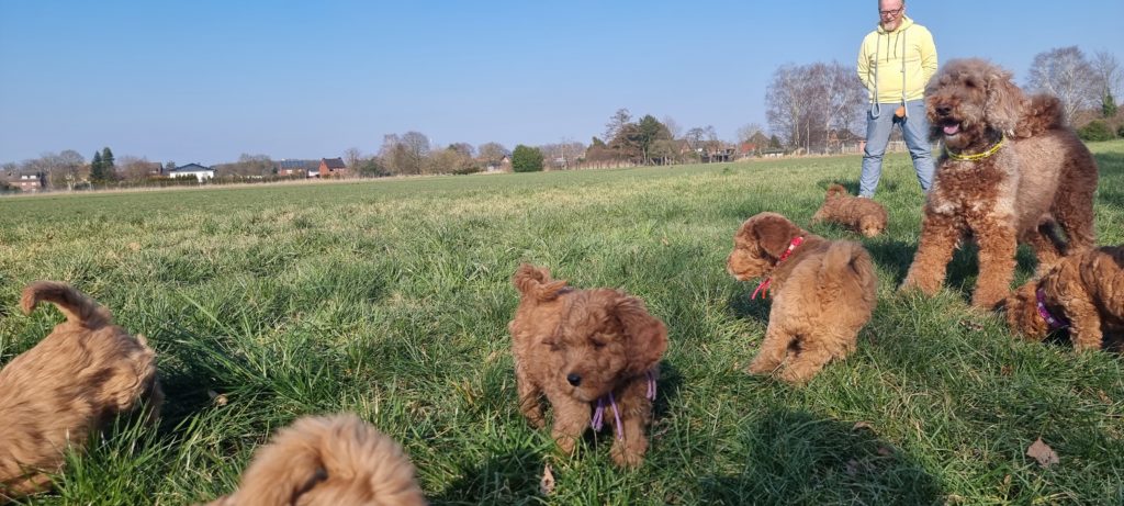 Australian Labradoodle Lovedoodles puppies Marcel bijelkaar buiten socialisatie