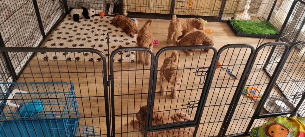 Australian Labradoodle Lovedoodles puppies bijelkaar nest huiskamer