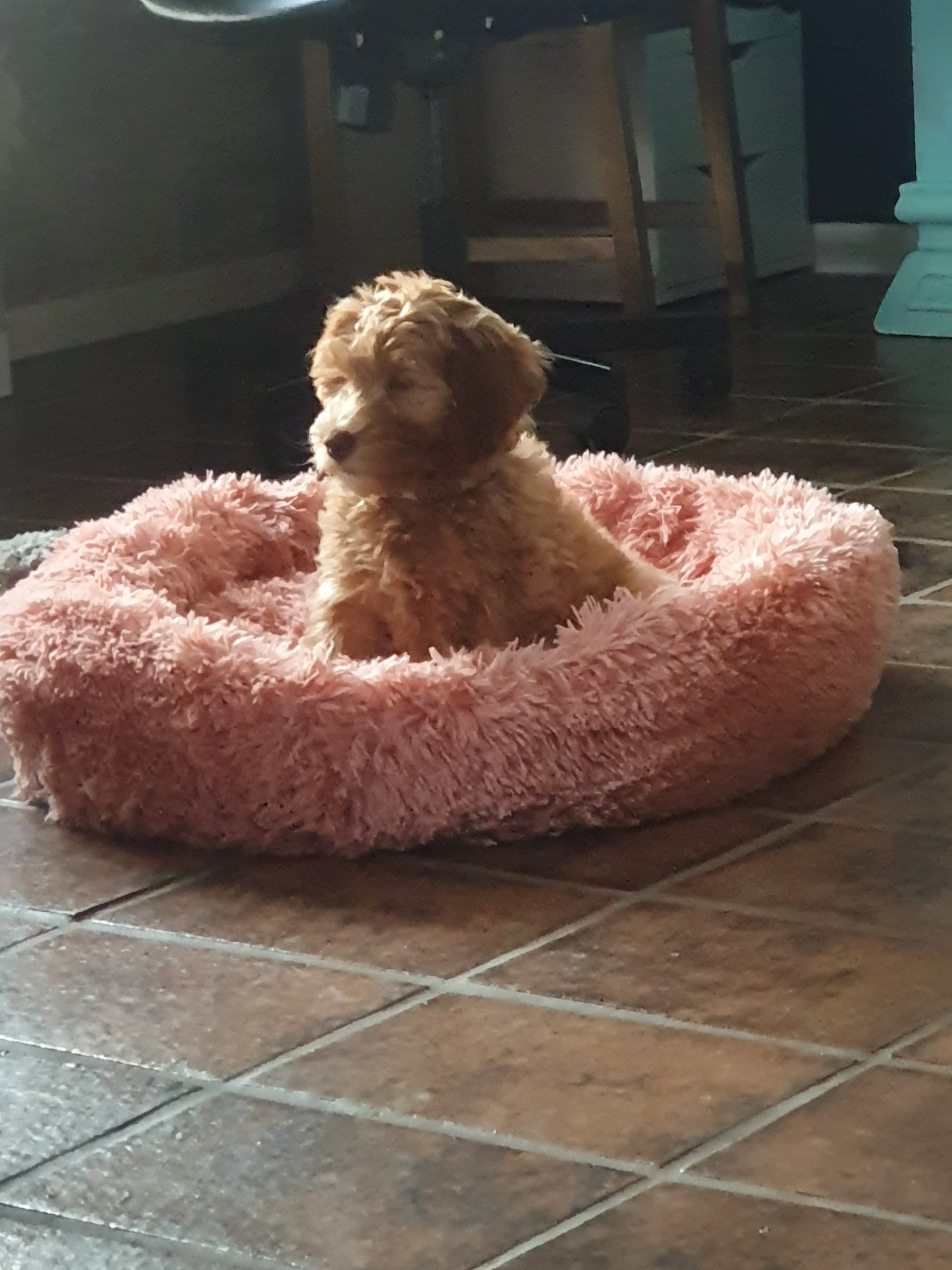 Australian labradoodle Lovedoodles Sammy ECVO DNA HD Kleur PARTY mini