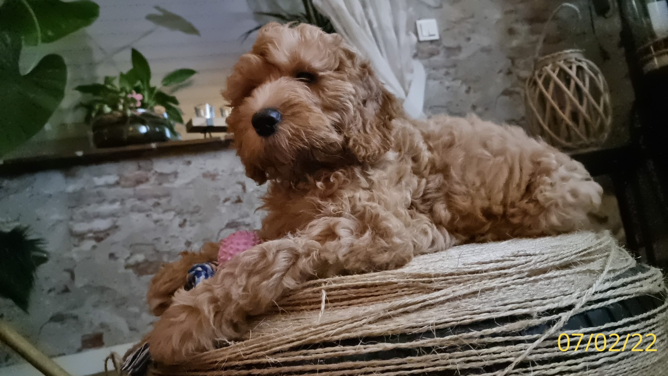Australian labradoodle Lovedoodles Djayla ECVO DNA HD Kleur PARTY mini