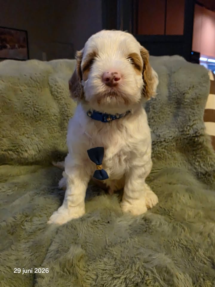 LoveDoodles